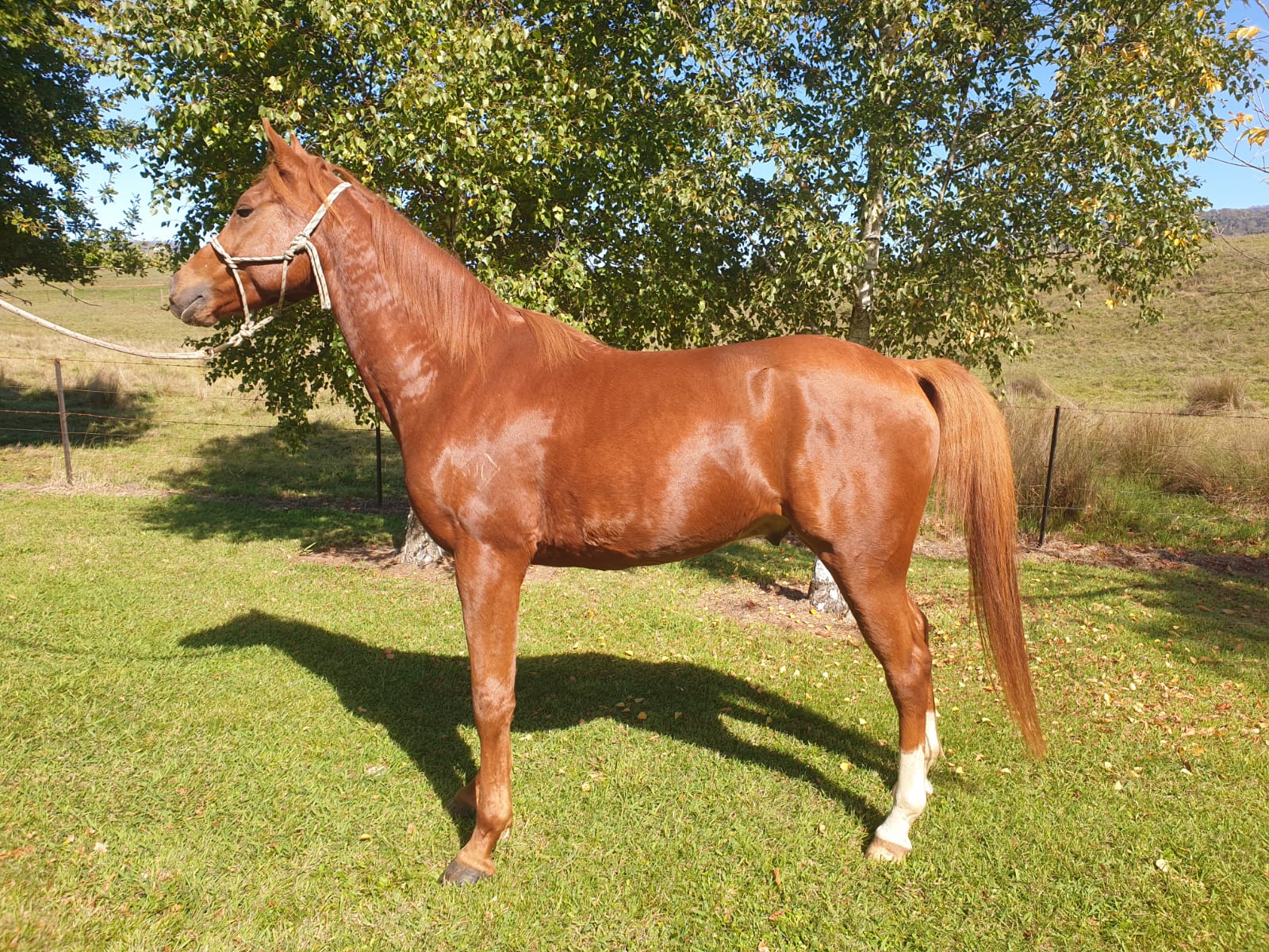 Tubbarubba Arabians Elite Endurance Horses for Sale Melbourne, Victoria